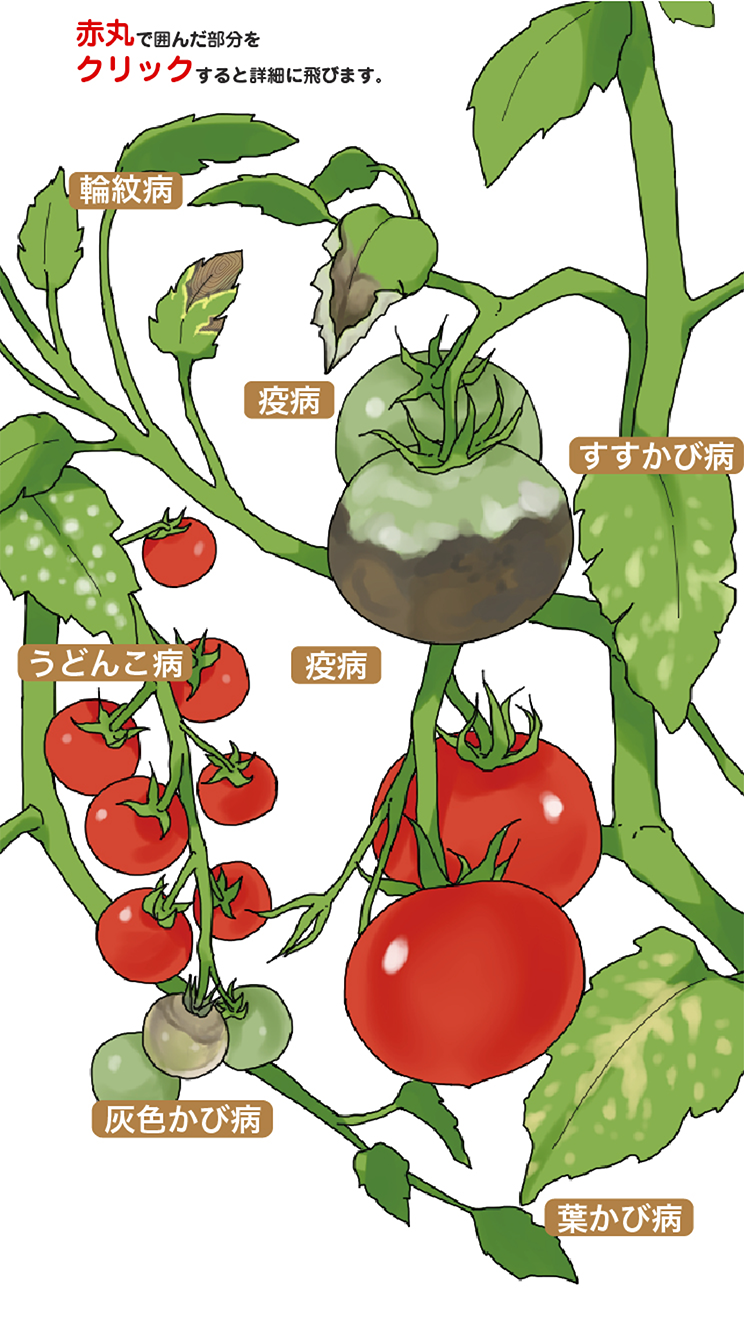 トマト ミニトマトの病害と防除 ダコニール1000