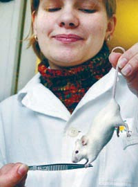 http://indonesian.cri.cn/mmsource/images/2008/03/25/laoshu4.jpg
