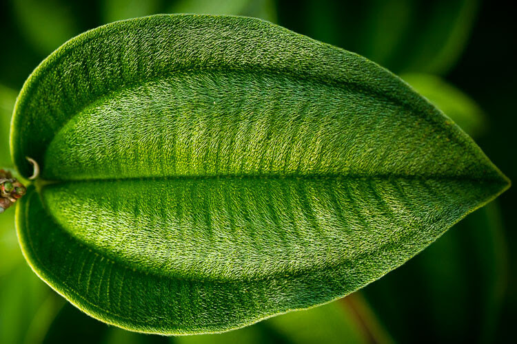 Low Impact Nature Photography - velvet leaf