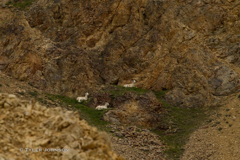 7-16-10_DenaliNationalPark-482.jpg
