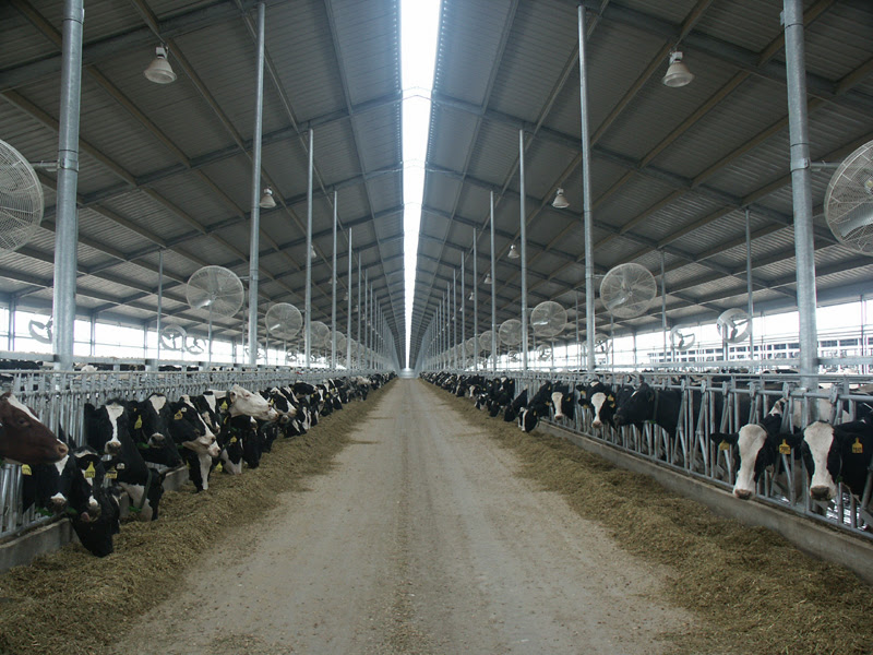 superb-Dykstra-freestall | Steel Sheds in Australia
