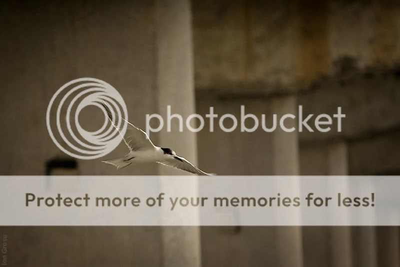 chira de baltÄ�,pasari din moldova,Ion Grosu,lacul SasÃ®k