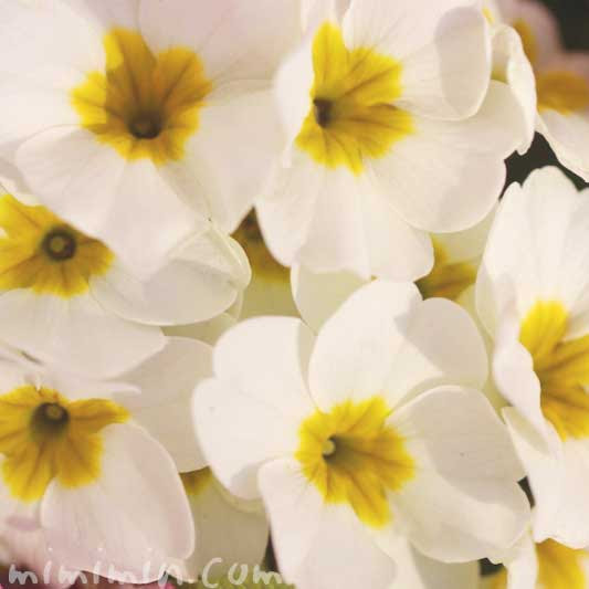 プリムラ ポリアンサの花の写真 花言葉 誕生花 みみみんブログ