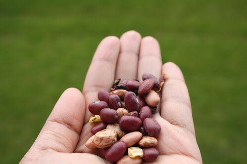Click-lentils 011
