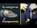 15 Asombrosos datos de animales