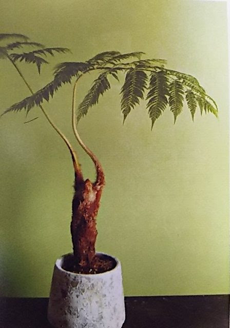 山野草 観葉植物 シダ植物 ホテイシダ 盆栽 １鉢 22 盆栽