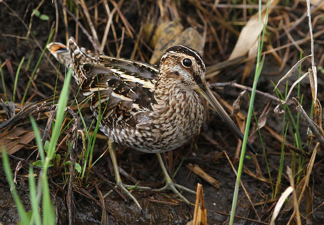 Wilsons Snipe