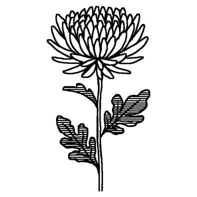キク1 キク 菊 秋の花 無料 白黒イラスト素材