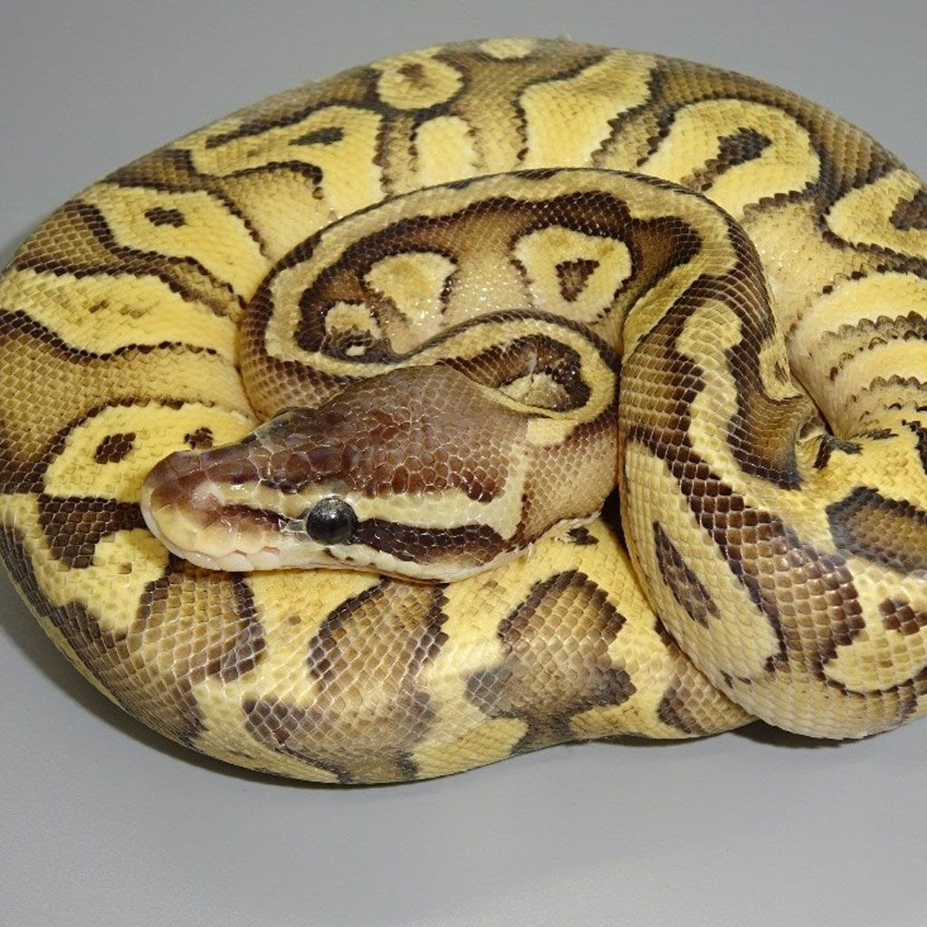 Butter Super Pastel Ball Python - hatchling