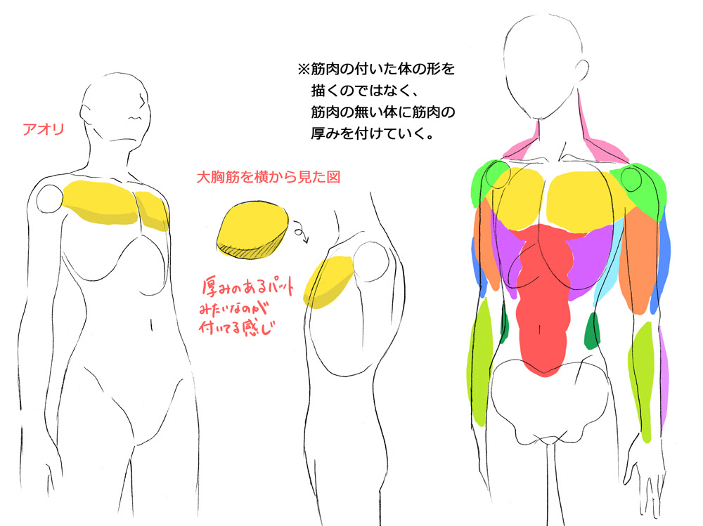 お絵描き講座 筋肉の描き方 幸坊のうふふのふ