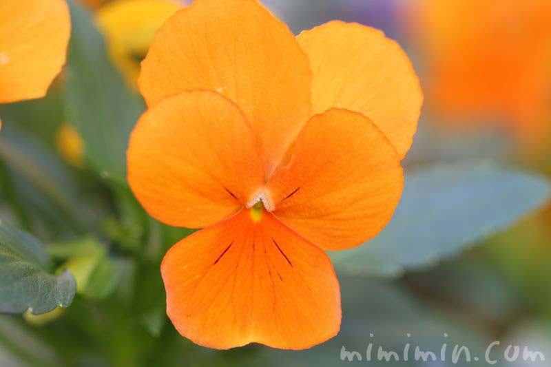 パンジーの花の伝説 花言葉 オレンジ色のパンジーの写真 みみみんブログ