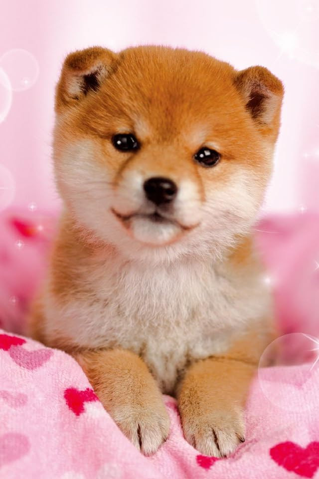皮肉な 島 箱 柴犬 壁紙 Chikyukan Net