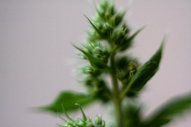 catnip buds