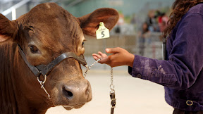 List Of Animal Events Coming Up In 2023 In Polk County Photos