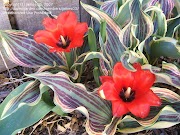 Inspirasi 40+ Tulip Fire