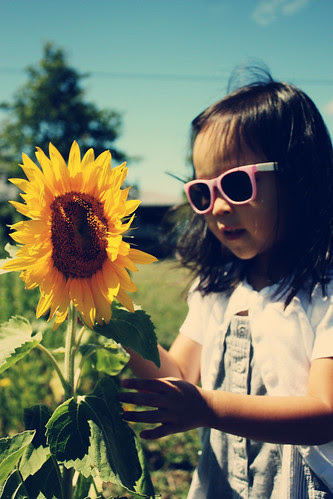 sunflowers at the farm