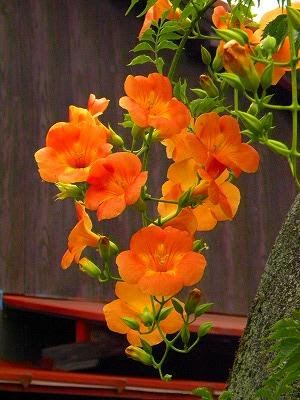 愛染かつら ノウゼンカズラの花 お城めぐり 楽天ブログ