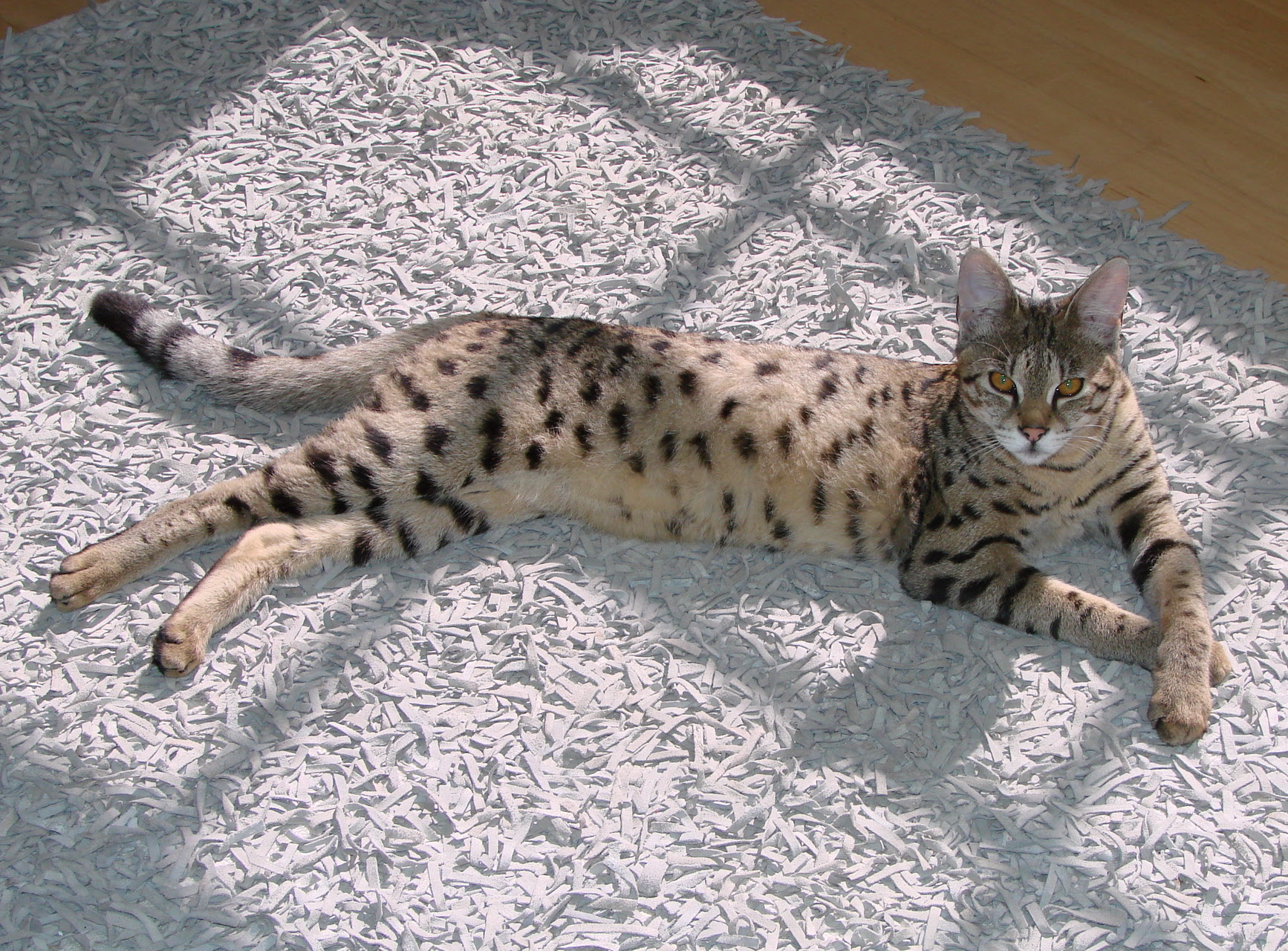 F2 Savannah Cat Breed  Savannah Cat  Select Exotics