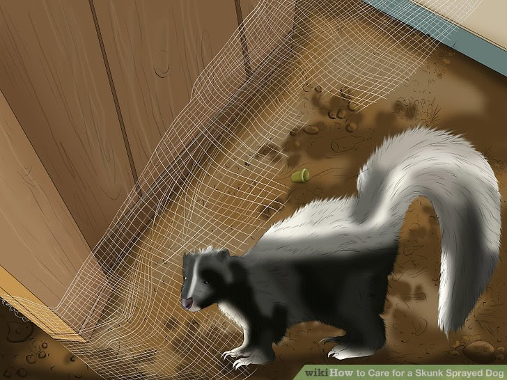 Care for a Skunk Sprayed Dog Step 16.jpg