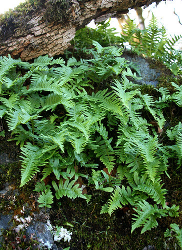 garberville_oak_hillside_polypodium