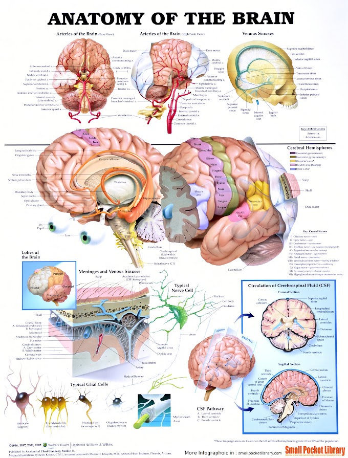 Infographic : Anatomy Of The Brain