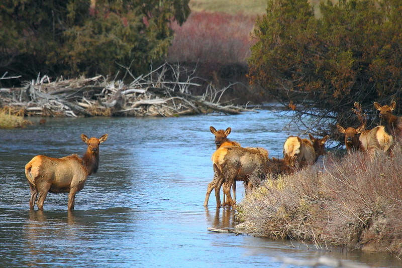 IMG_8311 Elk, National Bison Range