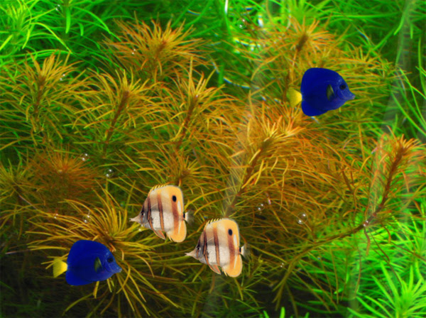 vista moving wallpaper. Fish Tank Animated Wallpaper
