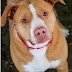 Puppy Adoption Southern Maryland - With further suggestions, i would ask for a veterinarian reference.