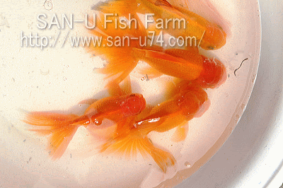 三卯養魚場 金魚 らんちゅう飼育器具販売