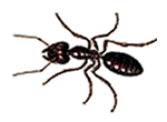 Oklahoma Bugs and Insects - Spiders, Termites, and Pests
