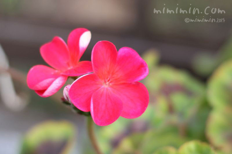 赤いゼラニウム 花の写真 花言葉 みみみんブログ