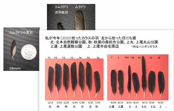 埼玉オンライン野鳥フォーラム 日本野鳥の会 埼玉