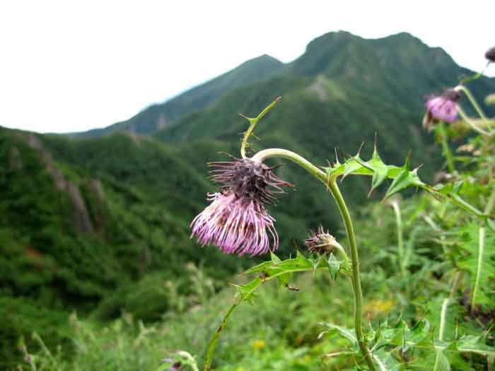 八ケ岳に特有の植物