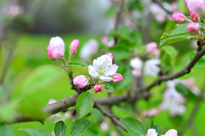 appletree