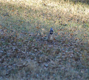 Birdies2Blue-Sky