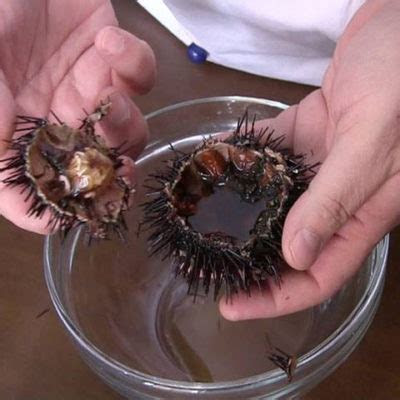 spaghetti   ricci  mare ricetta classica chef