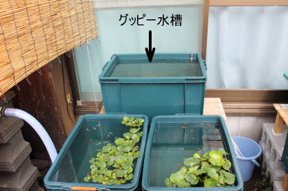 みやっちの今日を振り返って グッピー飼育 水槽を屋外へ移動 番外編