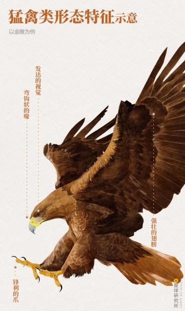 1400多种中国鸟 你认识多少 返朴 财新博客 财新网