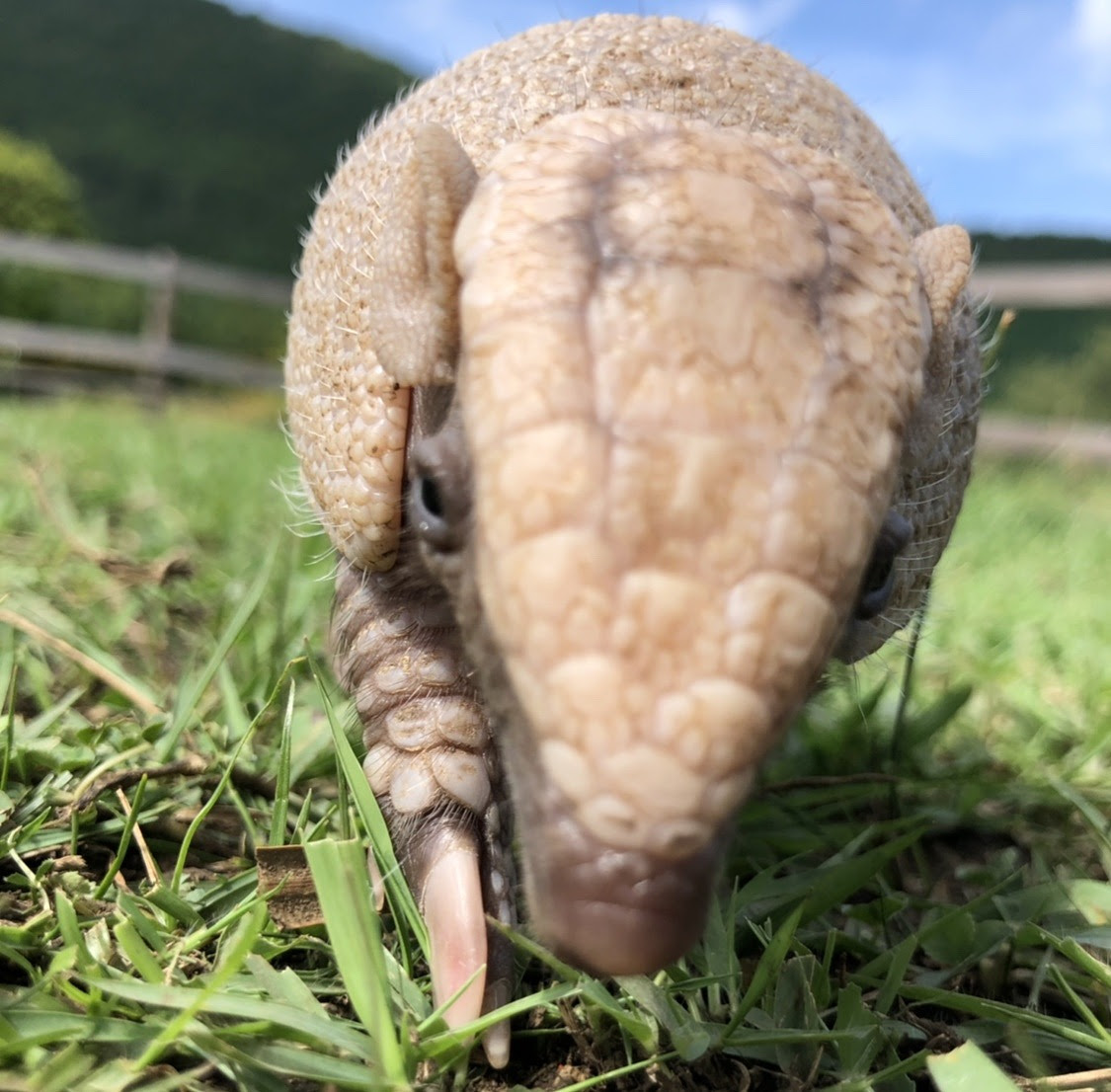 ありがとうございます アルマジロより 伊豆 稲取 下田 観光案内アクティブガイドblog