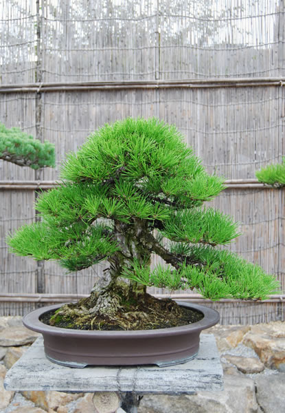 japanese maple bonsai tree. Standard zoki onsai trees