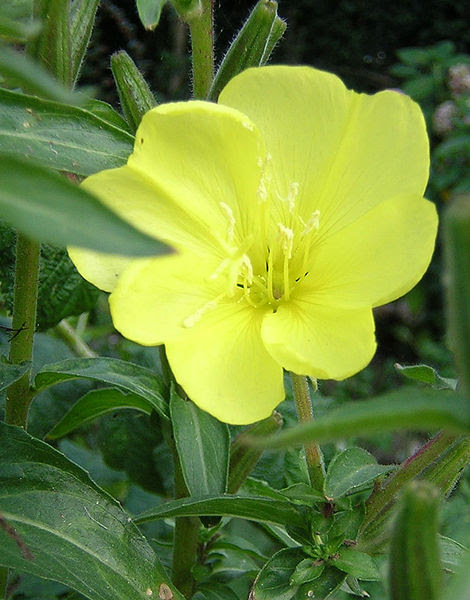 File:Evening primrose - England - large.JPG
