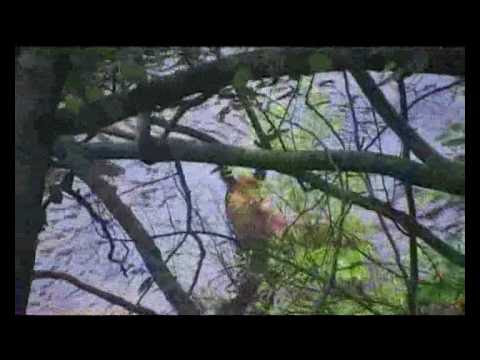 Медвежий край, заключение