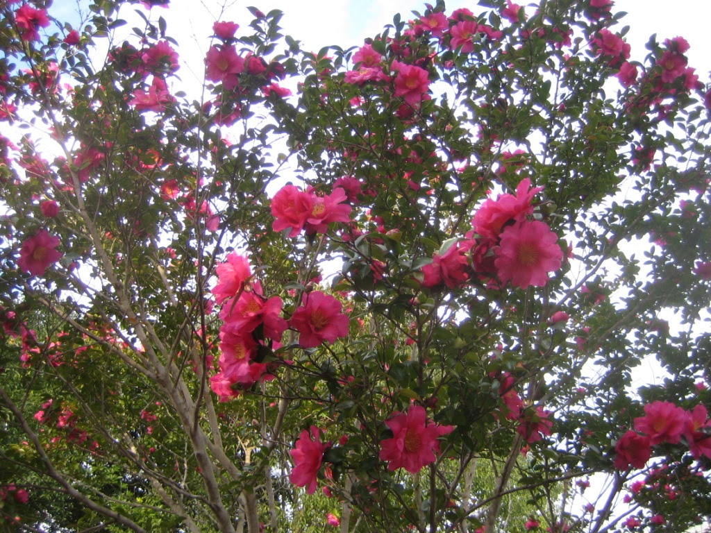 冬の花 さざんか 長崎おやじ日記