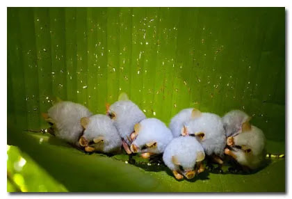 Hamster + Babi = Kelelawar Putih Honduras