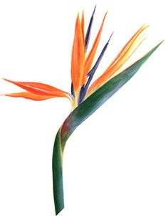 Birds Of Paradise Flower Drawing at GetDrawings | Free download