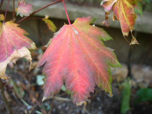 Acer circinatum
