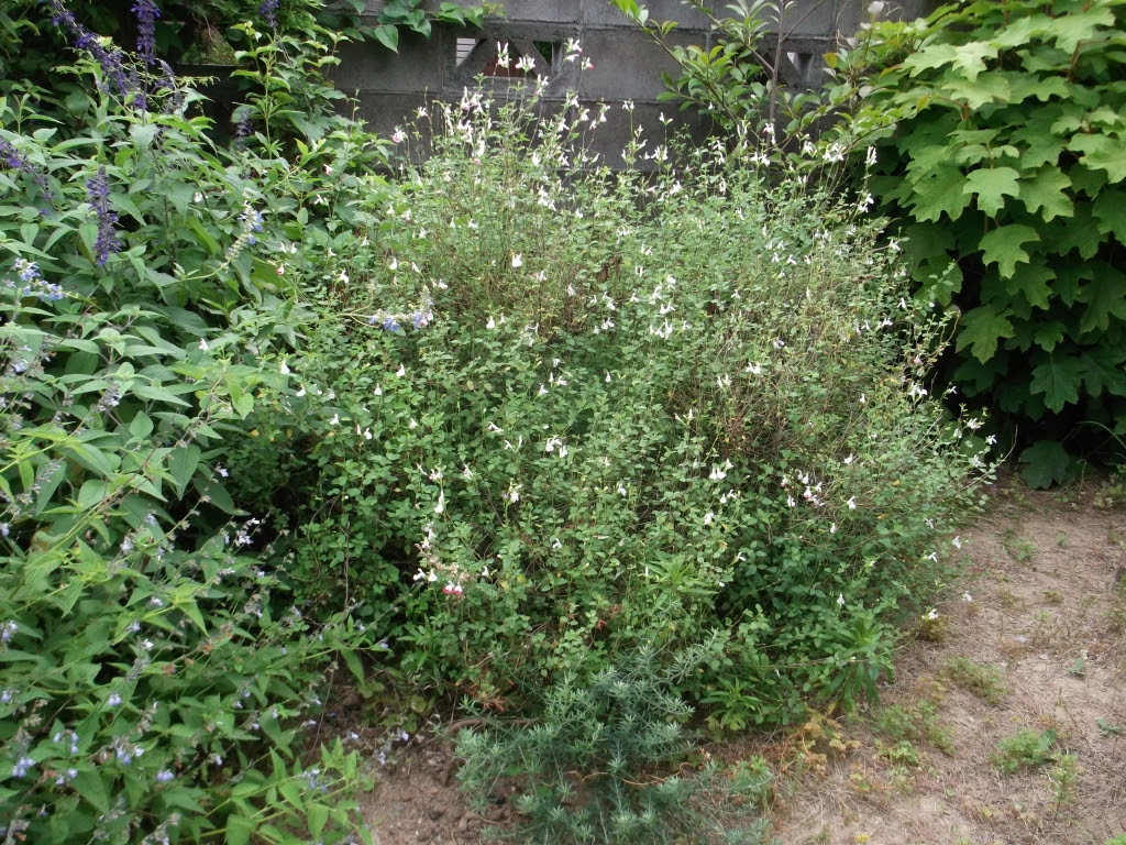 梅雨がきた カット カット カット ｋｉｄｕｋｉ ｂｌｏｇ