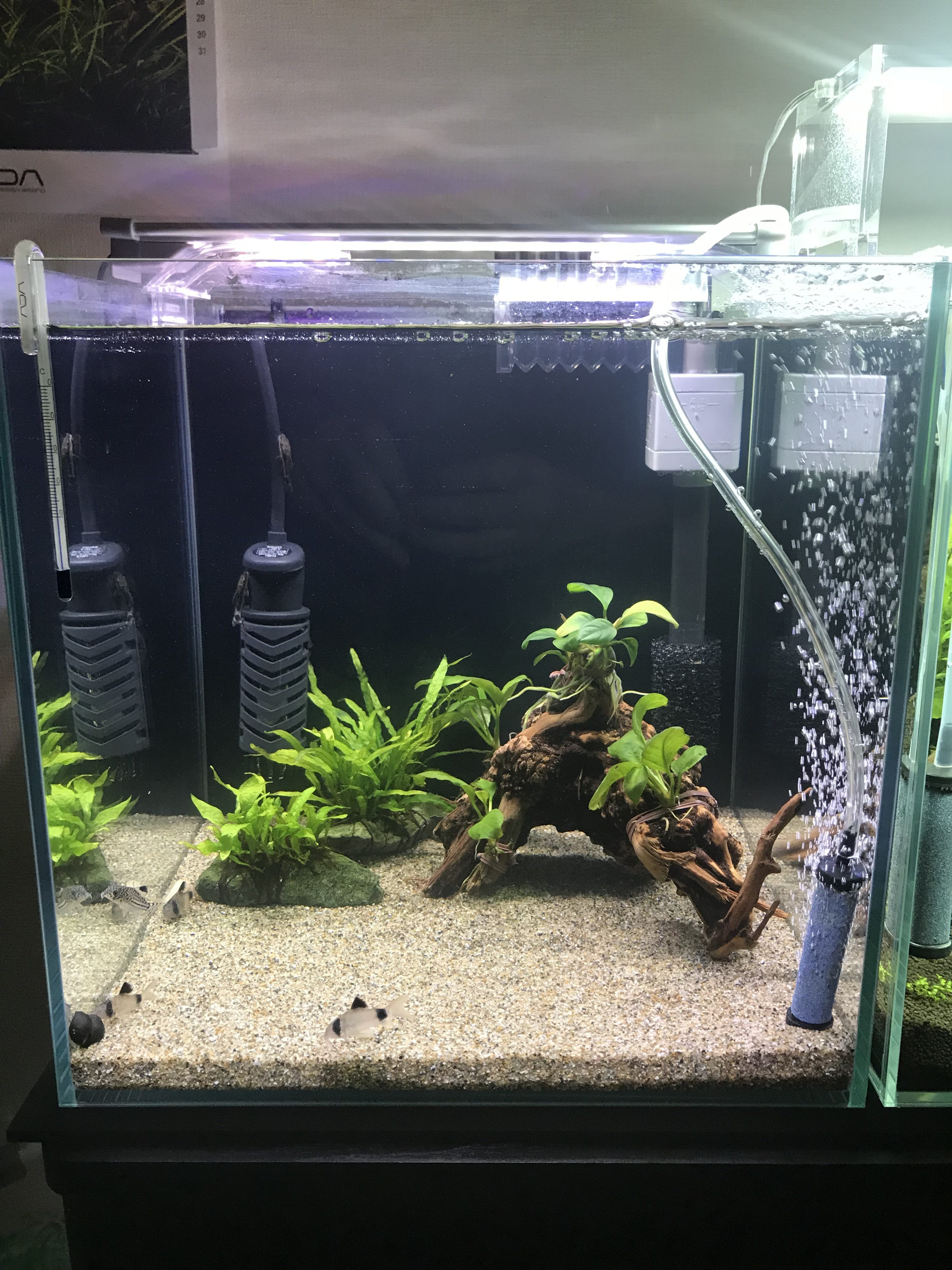 コリドラス向けのシンプルなレイアウト水槽を作る 30cmキューブコリドラス水槽1 Road To Aquarist