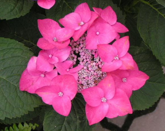 ほっと待以夢 紫陽花