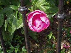 flower.jpg